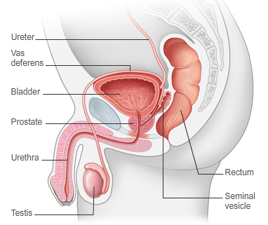 prostate